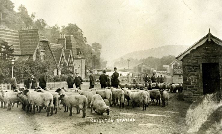 Sheep at Knighton station